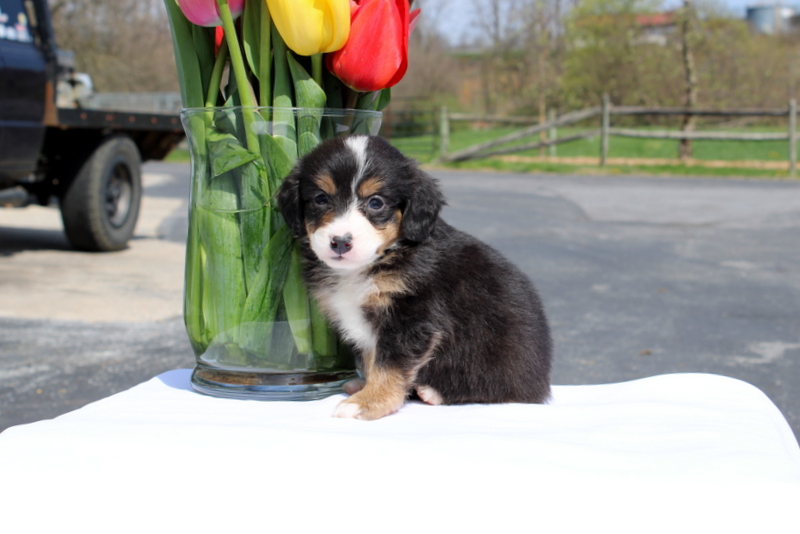 puppy, for, sale, Mini Bernedoodle F2, Matthew B. Stoltzfus, dog, breeder, Gap, PA, dog-breeder, puppy-for-sale, forsale, nearby, find, puppyfind, locator, puppylocator, aca